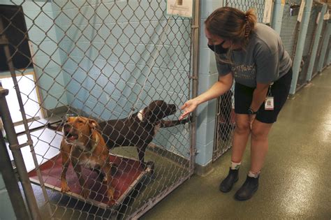San marcos animal shelter - For those ready to open their home to a new family member, the San Marcos Regional Animal Shelter is making it easy with a special February adoption rate. According to the shelter's official ...